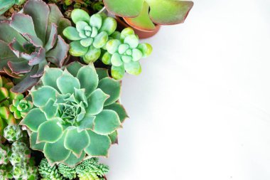 Echeveria ve Sempervivum 'un karışımı Sulu Çiçek Bitkileri Ev Düzenleme Beyaz Arkaplan