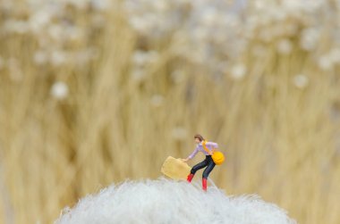 Burle Marx Philodendron, kapalı yeşil yapraklar cam kavanozda bitki ahşap mantar uyarı tahtasının yanında su ahşap masa beyaz arka plan