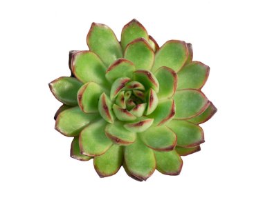 Echeveria agavoides x pulidonis 'in üst görüntüsü, kırmızı marj yeşil sulu bitki beyaz arkaplan