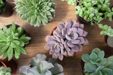 Mor ve yeşil sulu bitkilerin seçici odak noktası ahşap masa arka planındaki üst bahçe.