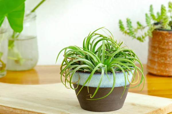 Burle Marx Philodendron Indoor Green Leaves Plant Glass Jar Water — Stok Foto