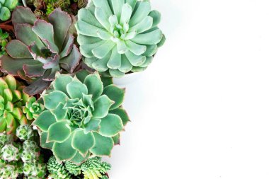 Echeveria ve Sedum Sulu Çiçek Bitkilerinin Karışımı Üst Arkaplan Görünümü
