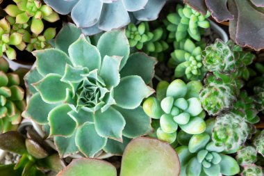 Sol alt köşesinde yeşil sulu bitki olan kare ahşap çerçeve beyaz arkaplan