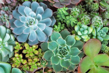 Echeveria ve Sedum Sulu Çiçek Bitkilerinin Karışımı Ev Bitkileri Düzenleme Arkaplanı