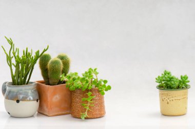 Beyaz arka planda kaktüs ve sulu saksı karışımı.