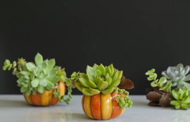 Yeşil Echeveria sulu bitkiler kabak seramik kap beyaz masa ve siyah arkaplan düzenleme