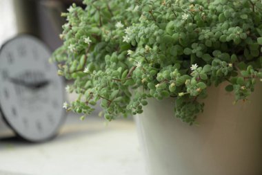 Crassula 'nın bir kısmı subsp' yi genişletiyor. Nargilis sulu ev bitkisi seramik tencere üstü arka planda küçük beyaz çiçek 