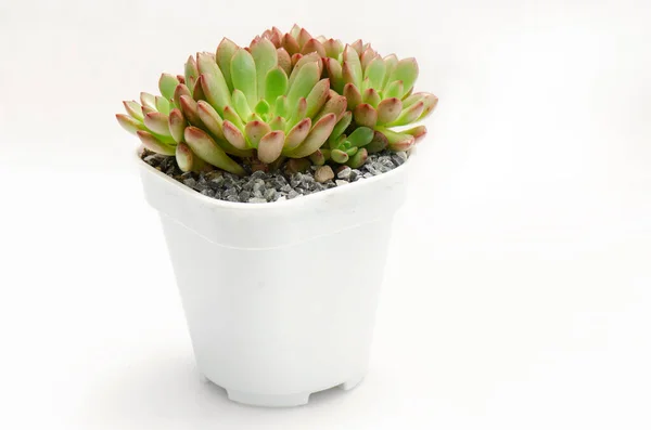 Top View Graptoveria Pink Ruby Succulent Plant Offset White Pot — Stock Photo, Image