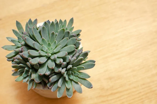 Horní Pohled Zelenou Růži Graptopetalum Rusbyi Succulent Rostlina Ofsetem Květináči — Stock fotografie