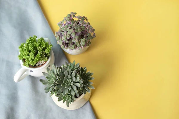 Three of succulent plant pots on green fabric and yellow background top view