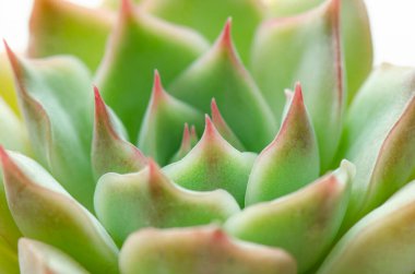 Pembe uçlu yeşil sulu bitkinin seçici odak noktası