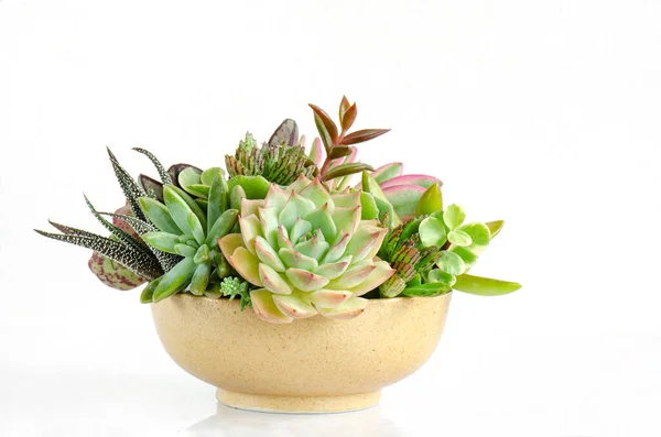 Arrangement of pastel green echeveria succulent plant in yellow ceramic planter on white table top background