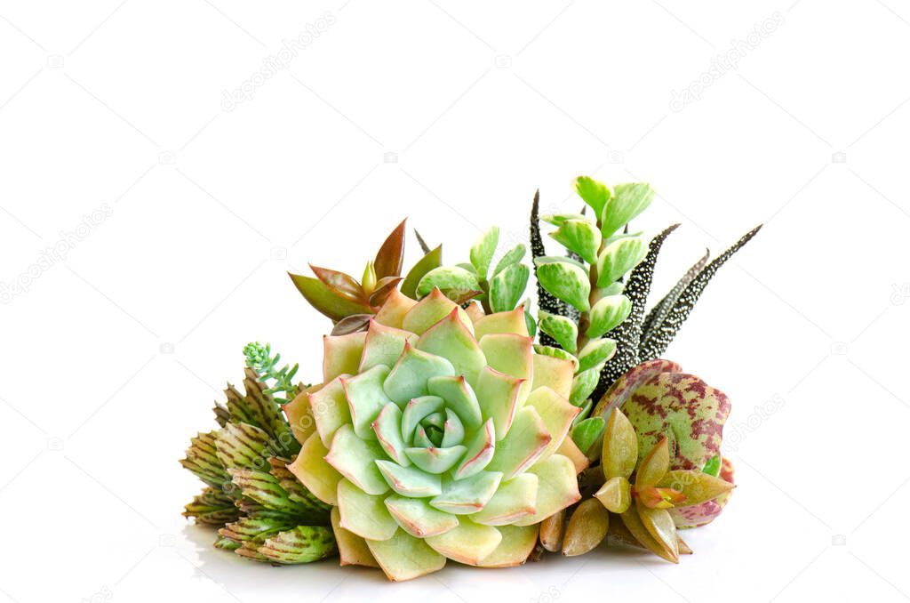 Arrangement of pastel green and red echeveria ,crassula succulent plant on white table top background
