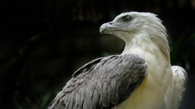 Beyaz karınlı deniz kartalının (Haliaeetus leucogaster) yakın plan çekimi, ayrıca kopyalama uzayı olan beyaz göğüslü deniz kartalı olarak da bilinir.