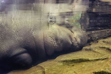 Pygmy hippopotamus (Choeropsis liberiensis) sleeping underwater clipart