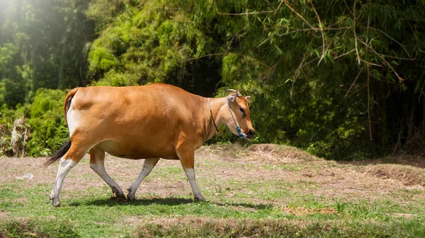 Banteng Sapi Bali Também Conhecido Como Tembadau Bos Javanicus Uma — Fotografia de Stock