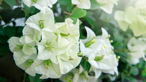 Weiße Bougenville Blume Aus Nächster Nähe — Stockfoto