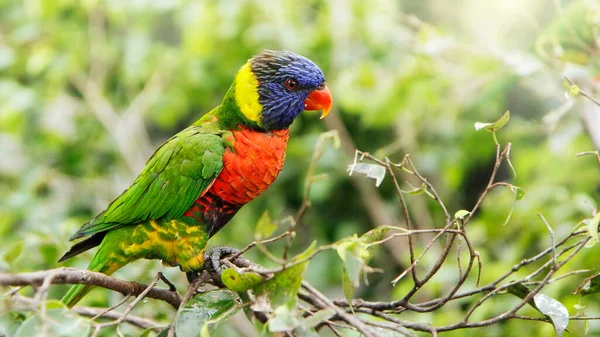 Pápua Szivárvány Lorikeet Faágon Fénymásolási Hellyel — Stock Fotó