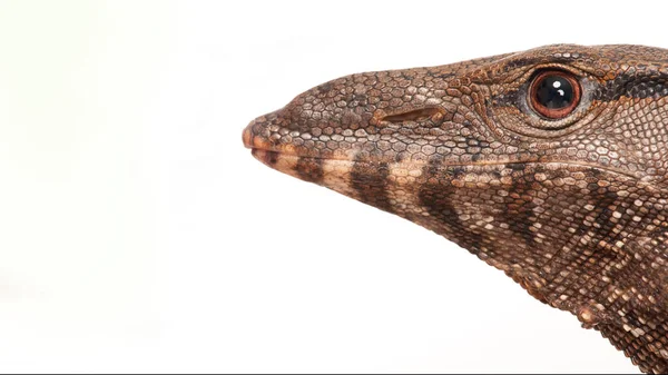 Close Shoot Varanus Rudicollis Balck Roughed Monitor Head Isolated White — Stock Photo, Image