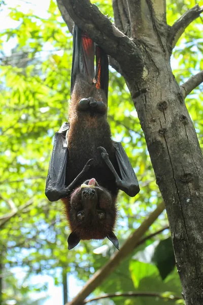 Bat hanging on a tree branch ,bats are among the carriers of the corona virus epidemic