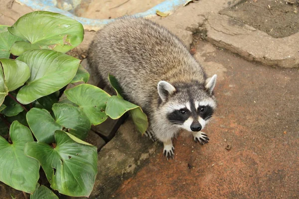 Cute Raccoon Staring Upside — Stock Photo, Image