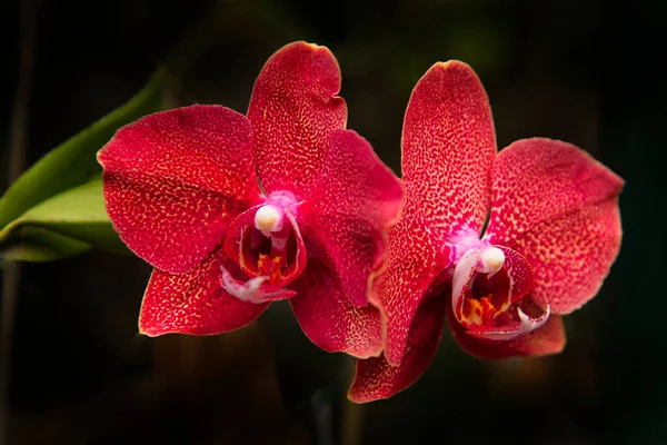 Red Orchid Flower Doritaenopsis Intergeneric Hybrid Orchid Genera Doritis Phalaenopsis — Stock Photo, Image