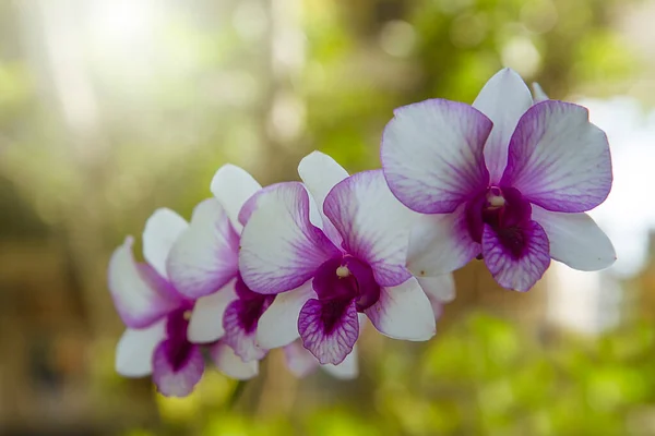 Cooktown Orchid Mauve Butterfly Orchids Copy Space — Stock Photo, Image