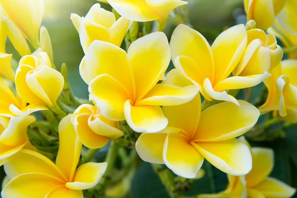 熱帯の庭に黄色いフランジパニの花を咲かせます — ストック写真