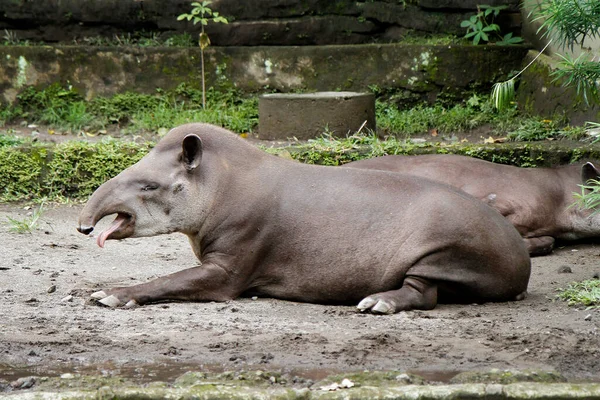 Anta Sul Americana Tapirus Terrestris Também Comumente Chamada Anta Brasileira — Fotografia de Stock