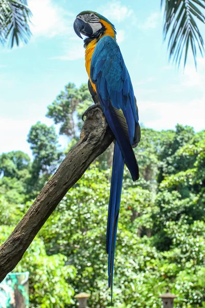 Guacamayo Azul Dorado Ara Ararauna — Foto de Stock