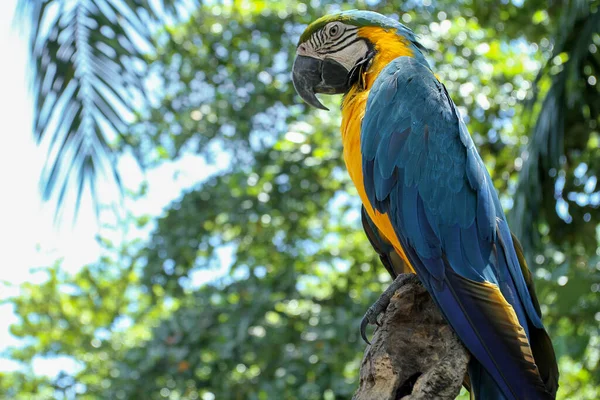 Guacamayo Azul Dorado Ara Ararauna — Foto de Stock