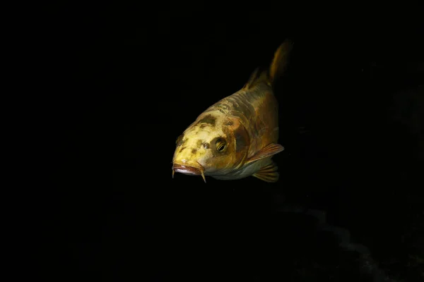 Gyllene Koi Fisk Simmar Koi Damm — Stockfoto