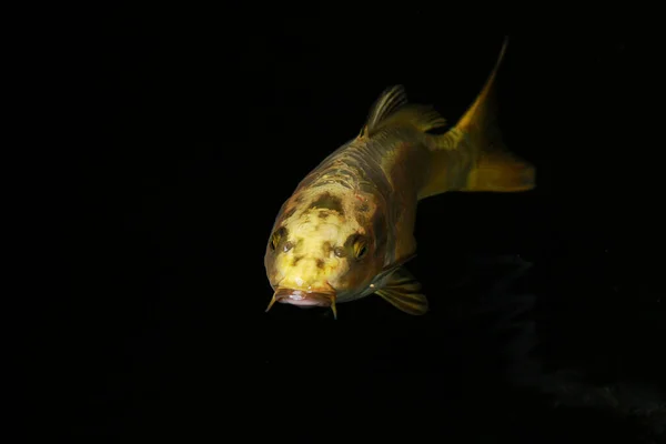 Goldener Koi Fisch Schwimmt Koi Teich — Stockfoto