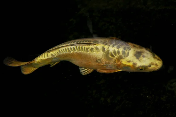 Koi Havuzunda Yüzen Altın Koi Balığı — Stok fotoğraf