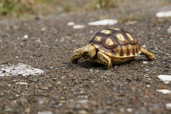 Bebé Tortuga Espoleada Africana Una Tortuga Sulcata —  Fotos de Stock