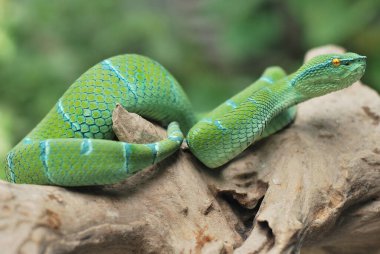 Tropidolaemus subannulatus veya Bornean keeled green pit viper, Kuzey Filipin tapınağı viperis avenomouspesnative to Brunei, Endonezya, Malezya ve Filipinler