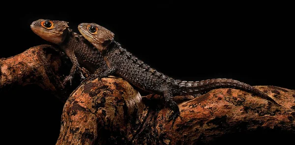 Occhio Rosso Coccodrillo Skink Sfondo Nero — Foto Stock