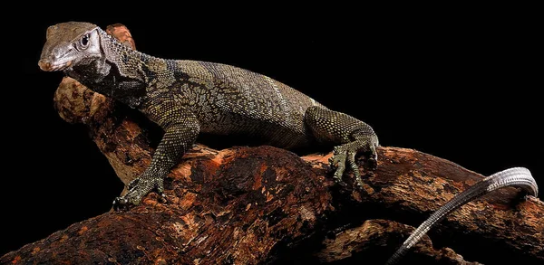 Varanus Rudicollis Balck Roughed Monitor Isolated Black Background — Stock Photo, Image