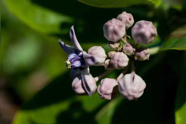 Riesenkalotrope Oder Calotropis Gigantea Oder Die Kronenblume Nahaufnahme — Stockfoto