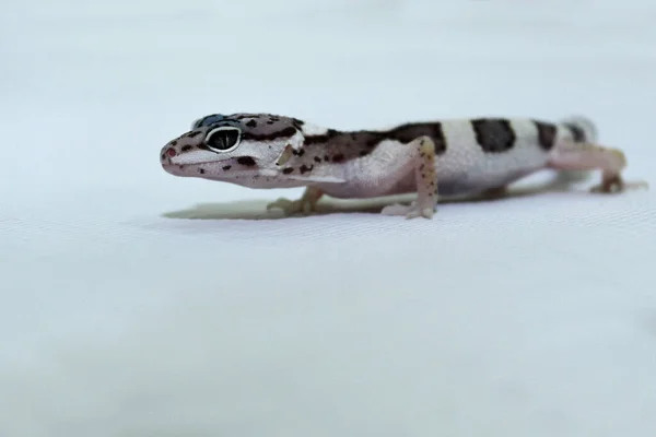 Närbild Skott Leopard Gecko Isolerad Vit Bakgrund — Stockfoto