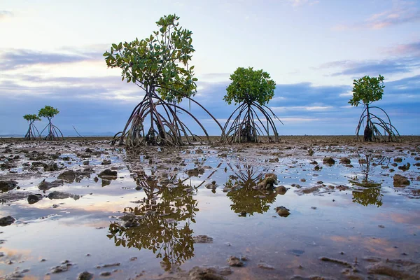 Tanaman Bakau Mangroveείναι Ένας Θάμνος Μικρό Δέντρο Που Αναπτύσσεται Παράκτια — Φωτογραφία Αρχείου