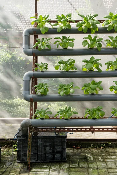 Organic Hydroponics Vegetable Garden — Stock Photo, Image