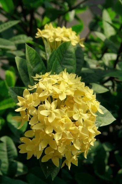 Gelbe Ixora Chinensis Allgemein Als Chinesische Ixora Bekannt Ist Eine — Stockfoto