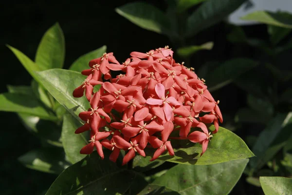 Κόκκινο Ixora Chinensis Κοινώς Γνωστό Κινέζικο Ixora Είναι Ένα Είδος — Φωτογραφία Αρχείου