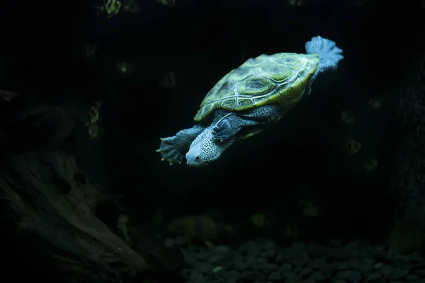 Tortuga Terrapina Diamondback Nadando Acuario — Foto de Stock