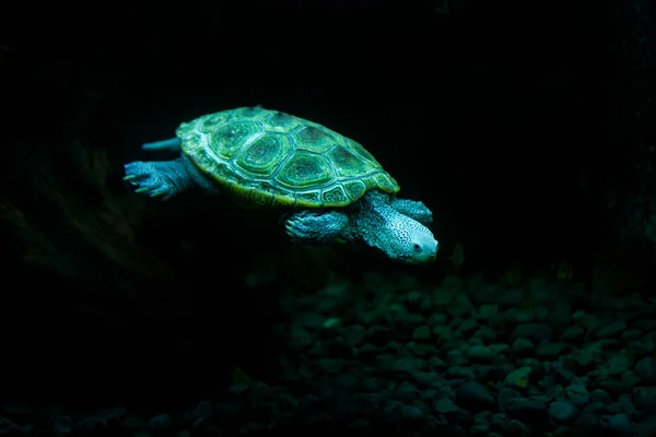 Diamondback Terrapin Sköldpadda Simning Akvarium — Stockfoto