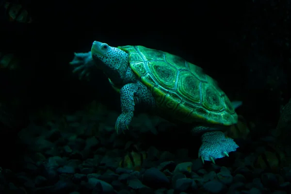 菱形背海龟在水族馆游泳 — 图库照片
