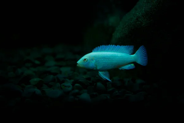 水族館での白銀の魚 — ストック写真
