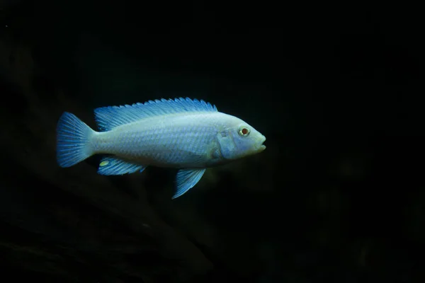 Snow White Cichlid Fish Aquarium — Stock Photo, Image