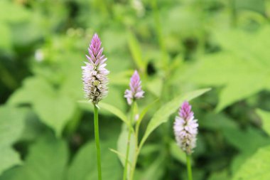 Celosia argentea, genellikle temalı horoz ibiği tarağı olarak bilinir.